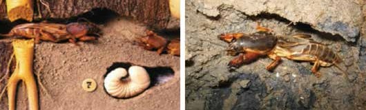 Danaburnu zararı ve Danaburnu ergini.